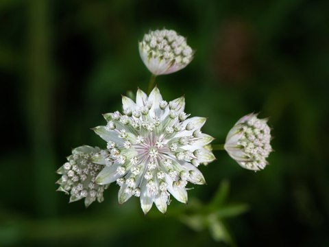 Astrantia major Mitterbach 01
