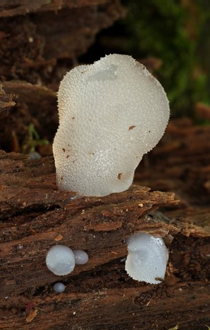 Eiszitterpilz Pseudohydnum gelatinosum