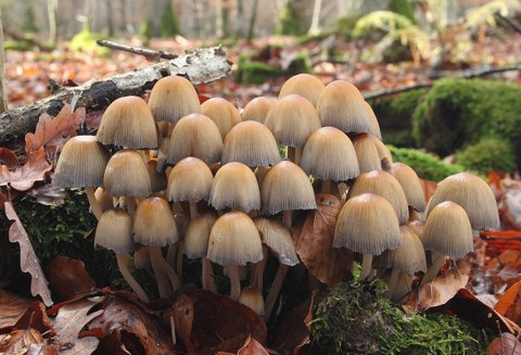 Coprinellus micaceus Glimmer Tintling