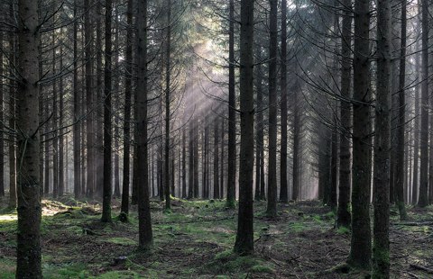 Bois Raquet, in the High Fens – Eifel Nature Park (DSCF6655)