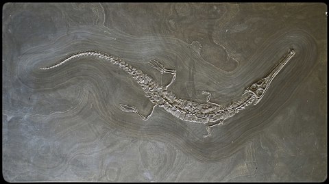 Macrospondylus bollensis Holzmaden