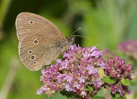 2014.07.14. 15 Machern  Schornsteinfeger