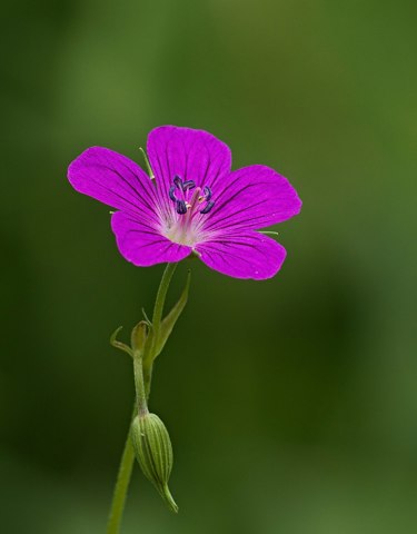 2017.06.17. 16 Reinheimer Teich Reinheim  Sumpf Storchschnabel