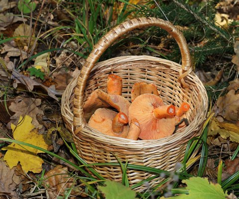 Edible fungi in basket 2025 G2