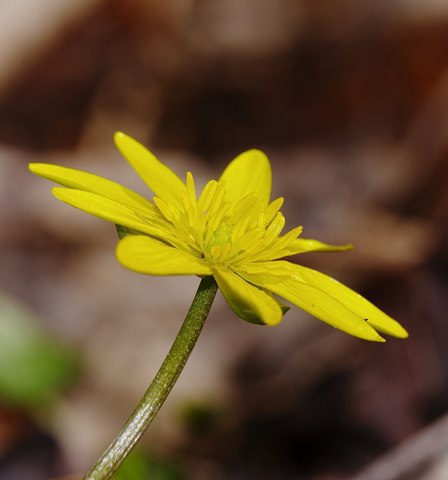 2014.03.09. 23 Kaefertaler Wald Mannheim Fruehlings Scharbockskraut