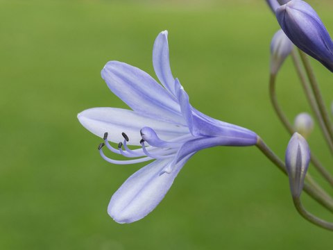 Agapanthus cultivar. Zaailing van Agapanthus Lilac Flash. (d.j.b.) 04