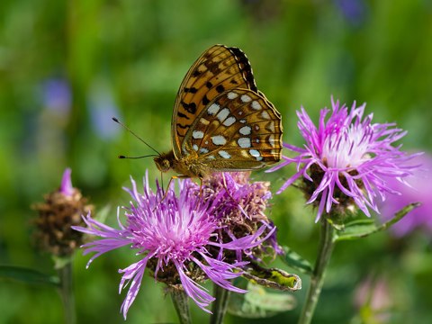 Argynnis adippe auf Centaurea jacea 01