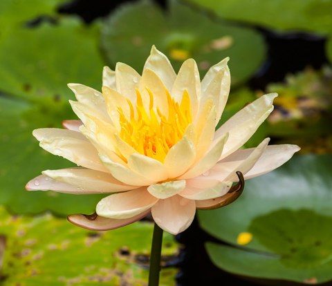 Adarga (Nymphaea alba), Ciudad Ho Chi Minh, Vietnam, 2013 08 14, DD 01