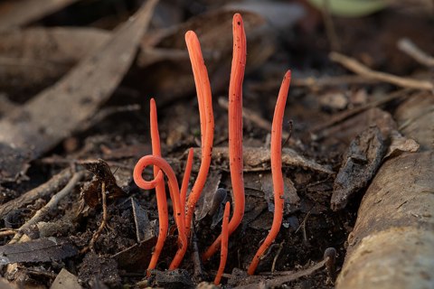 Clavulinopsis sulcata   Lane Cove River