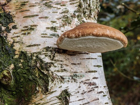 Berkenzwam (Piptoporus betulinus) (d.j.b.) 08