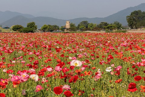 Field of Iceland poppies in the flower garden near Cheomseongdae Observatory in Gyeongju South Korea