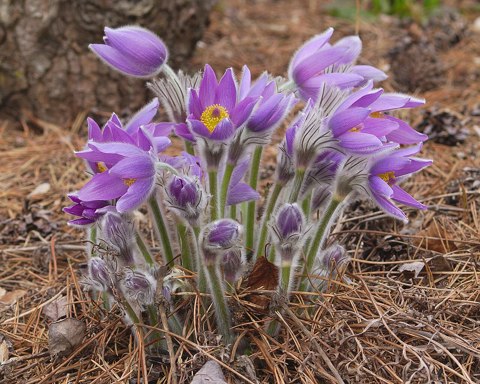 Anemone pulsatilla subsp. grandis ÖBG Bayreuth