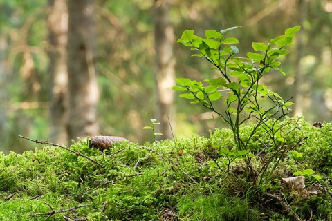 Bilberry bush and moss in Gullmarsskogen ravine