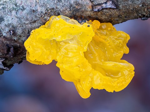 Goldgelber Zitterling Tremella mesenterica stack32  20191227 RM 152807