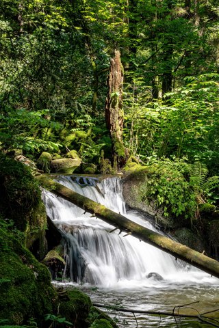 Gütenbach, Teichschlucht    2025    7668