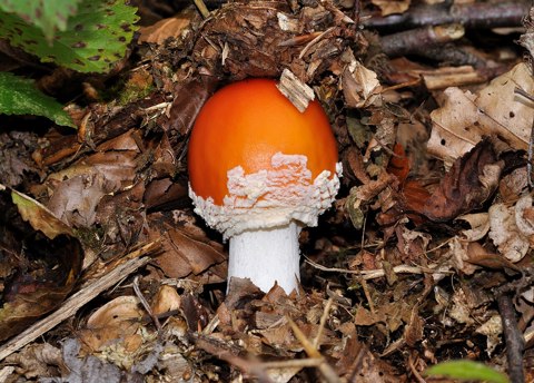 Amanita muscaria qtl4