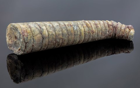 Orthoceras, Erfoud, Marruecos, 2021 01 24, DD 001 047 FS