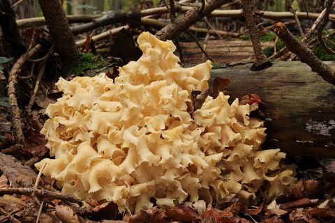 Krause Glucke Sparassis crispa