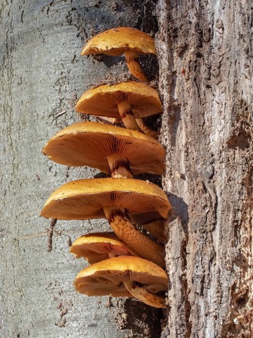 Bamberg Hain Pilze Unidentified Pholiota stack