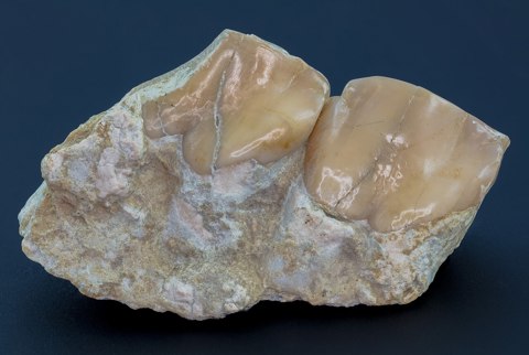 Mandíbula y dientes de un oreodon (Merycoidodon culbertsoni), Dakota del Sur, Estados Unidos, 2021 01 15, DD 162 186 FS