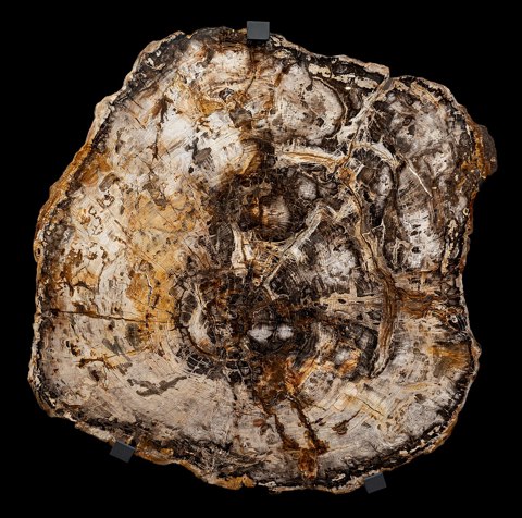 Fossil Mammutbaum Miozän Naturmuseum Dortmund