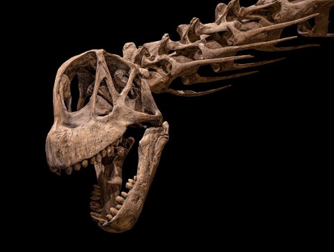 Camarasaurus supremus skull (TMP 1984.161.0008, detail), Royal Tyrrell Museum, Drumheller, Alberta, 2025 07 13 02
