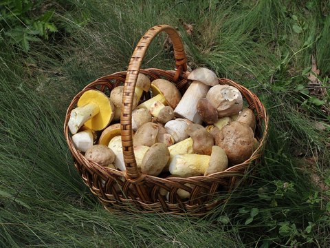 Edible fungi in basket 2012 G1