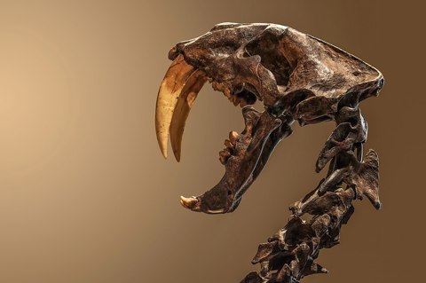 Crâne de smilodon exposé au Museu de Zoologia da Universidade de São Paulo, Brazil