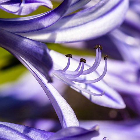 Agapanthus    2021    3928