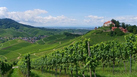 2014.08.09. 11 Durbach  Weingut Schloss Staufenberg