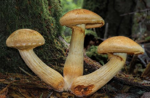Gymnopilus viridans (Murrill) Hesler 363906