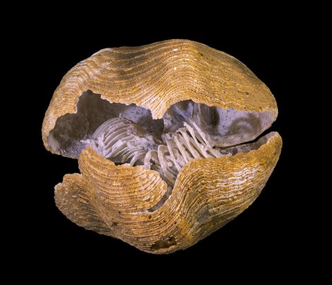 Liospiriferina rostrata Noir