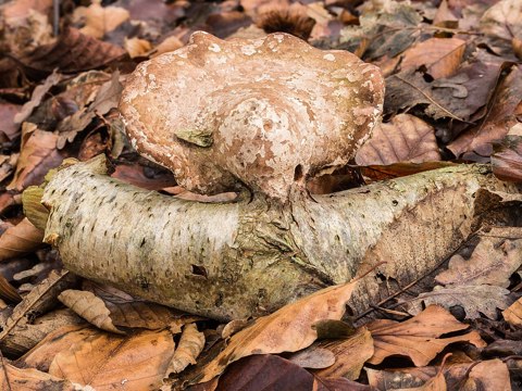Berkenzwam (Piptoporus betulinus) op afgebroken berkentak in een natuurlijk biotoop 03