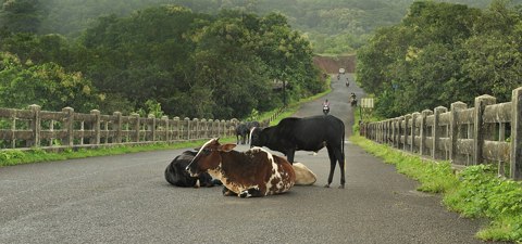 Anjarle Bridge and Cows fix