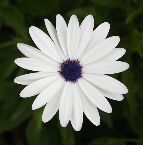 African Cape Daisy (Osteospermum barberiae)