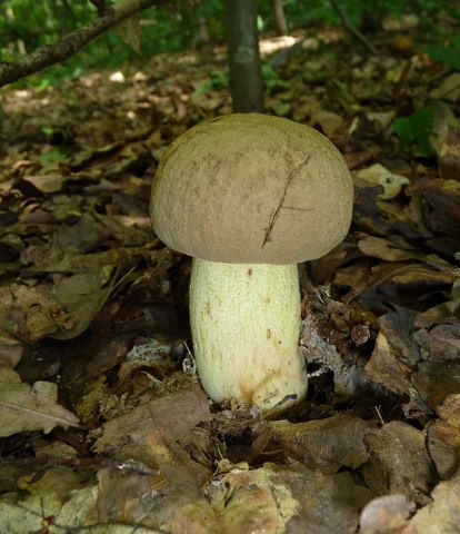 Boletus impolitus 2010 G2
