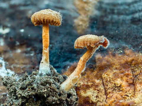 Agaricales 20191229 RM 101505