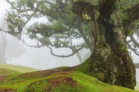 Fanal (Madeira, Portugal), Lorbeerwald    2025    1546