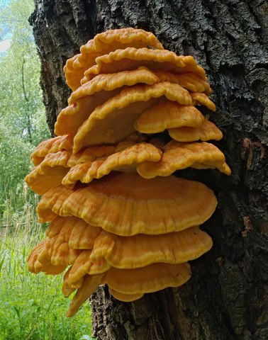 2017.05.13. 04 Bruehl Rohrhof  Laetiporus sulphureus (Gemeiner Schwefelporling)
