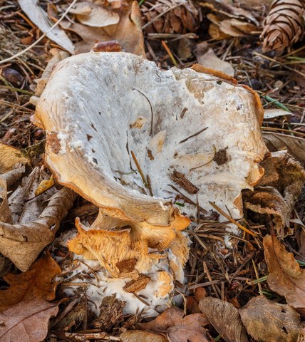 Beschimmelde Nevelzwam (Clitocybe nebularis) tussen afgevallen blad in verval 02