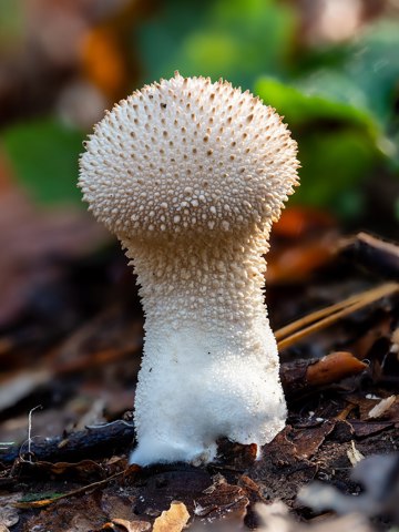 Flaschen Stäubling (Lycoperdon perlatum, syn. L. gemmatum) RM 20191014 01