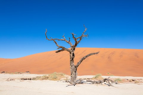 Dead Vlei, Sossusvlei, Namibia, 2018 08 06, DD 086