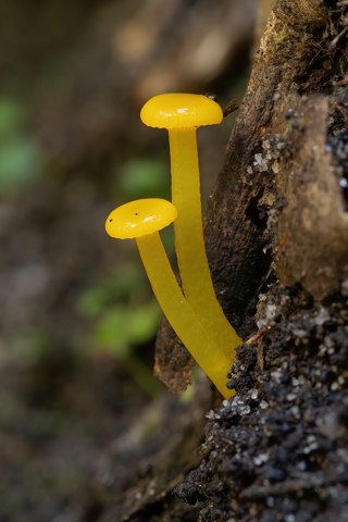Gliophorus chromolimoneus   Ferndale Park